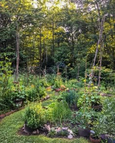 an outdoor garden with lots of plants and trees in the background, surrounded by lush green grass