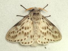 a large moth with brown spots on it's wings and head, sitting on a white surface