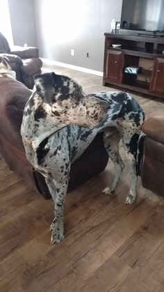 a dog standing on top of a couch in a living room next to a tv