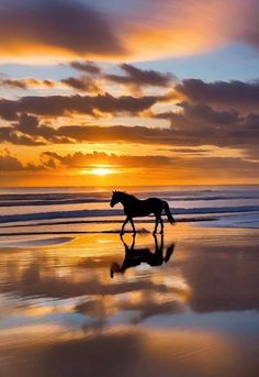 a horse is walking on the beach at sunset or dawn with its reflection in the wet sand