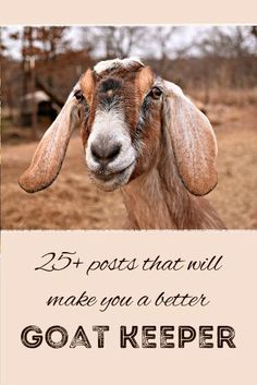 a goat that is looking at the camera with a caption below it reads, 25 posts that will make you a better goat keeper