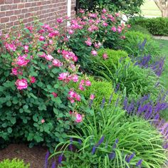 pink flowers are blooming in front of a brick wall and shrubbery on the side of a house