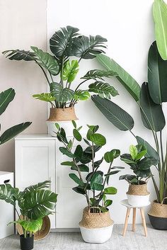 several potted plants are arranged in different shapes and sizes, along with one another