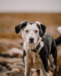 a black and white dog standing on top of rocks