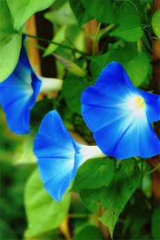 two blue flowers growing on the side of a wooden fence with green leaves around them