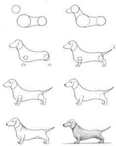 some drawings of dogs with different shapes and sizes