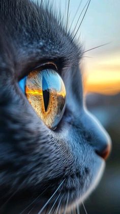 a black cat's eye with yellow and blue iris