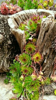 succulents growing out of an old tree stump