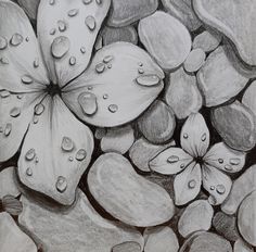 a pencil drawing of flowers and rocks with water droplets