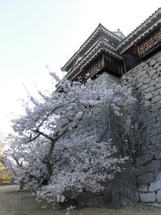 a tree with white flowers in front of a stone wall and pagoda style building on the other side