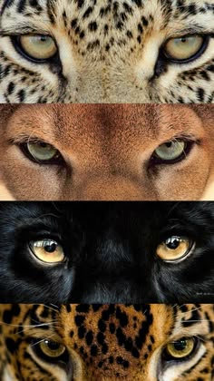 four different pictures of the same animal's face and their eyes, all with different colors