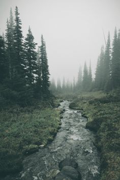 a stream running through a forest filled with lots of tall pine trees on a foggy day