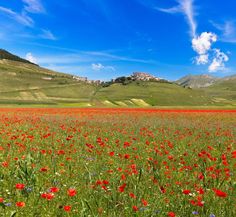 a field full of red flowers under a blue sky