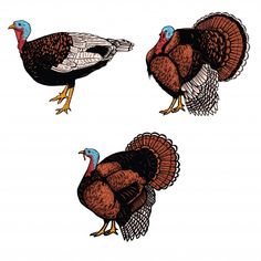 three turkeys standing side by side on a white background