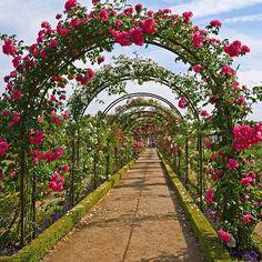 an outdoor garden with pink flowers and greenery on either side of the walkway, surrounded by hedges