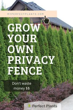 a row of trees with the words grow your own privacy fence don't waste money $