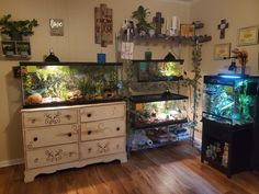 a room filled with lots of different types of plants and animals in glass cases on top of dressers