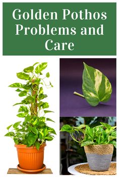 three potted plants with the words golden potatoes, problems and care