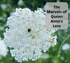 a close up of a white flower with the words the marvelous queen anne's lace on it