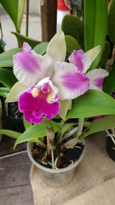 a purple and white flower in a pot on a wooden table next to other plants