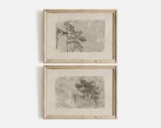 two framed drawings of pine trees are on display