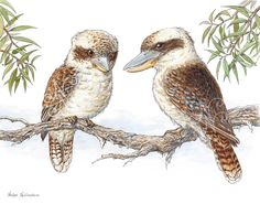 two birds sitting on top of a tree branch next to each other with their beaks open