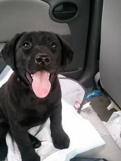 a black dog sitting in the back seat of a car with its tongue hanging out