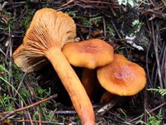 two mushrooms are sitting in the woods together