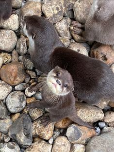 two otters are standing on some rocks