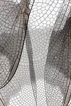 an image of some kind of insect net on the screen, with caption below