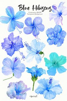 blue hibises are painted in watercolor