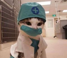 a cat wearing a doctor's hat and coat with a bandage around its mouth