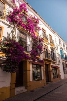 purple flowers are growing on the side of buildings