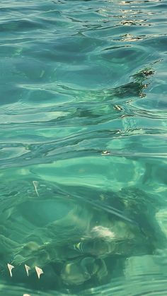 the water is very clear and blue with little white fish swimming in it's wake