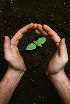 two hands holding a small green plant in the middle of dirt and soil with one hand over it's ground