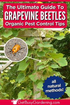 In this garden care and pest control guide, you’ll learn all you need to know about them. I’ll go through everything from what they eat, their life cycle, where they come from, the damage they cause, and whether you should worry about getting rid of them or not. Plus you’ll find lots of easy and non-toxic ways to prevent grapevine beetles from eating your plants, if they ever do become a pest in your garden. June Beetle, Organic Pest Control, Garden Care, Life Cycle, Beetles, Pest Control, Bugs, Need To Know, Bugs And Insects