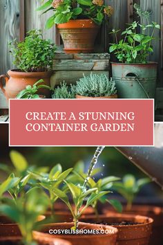 Create a stunning container garden with vibrant plants and stylish pots. Discover careful planning and nurturing tips in this beautiful dual image pin. Perfect Plants, Flower Beds, Outdoor Living Space, Container Gardening, Vegetable Garden