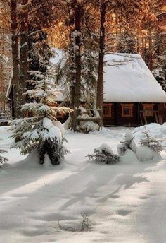 a cabin in the woods with snow on the ground and pine trees covered in snow