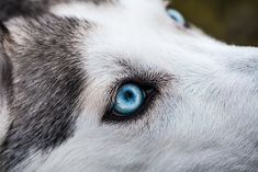 a husky dog with blue eyes looking up