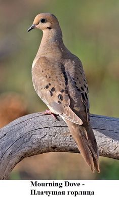 a bird sitting on top of a tree branch in front of a blurry background