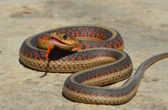 a brown and orange snake with it's mouth open