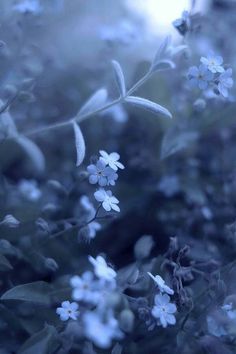 small white flowers with green leaves in the background