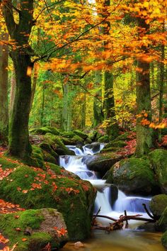 a stream running through a lush green forest filled with yellow and orange flowers next to tall trees