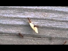 an insect crawling on the side of a wooden plank