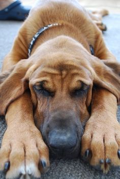 a dog laying on the ground with its eyes closed and his head resting on it's paws