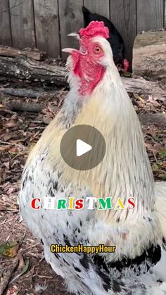 a white and black chicken standing next to a wooden fence with the words christmas written on it