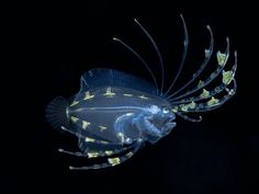 a blue and white fish with yellow lights on it's back legs, swimming in the water