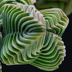 a close up view of a green plant with wavy lines on it's leaves