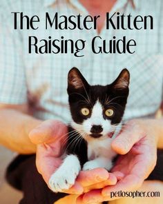 a person holding a kitten in their hands with the caption that reads, what makes new kitten owners make & how to prevent them