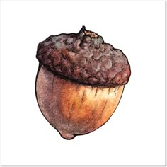 an acorn on a white background is shown in this drawing, it appears to have been drawn with colored pencils